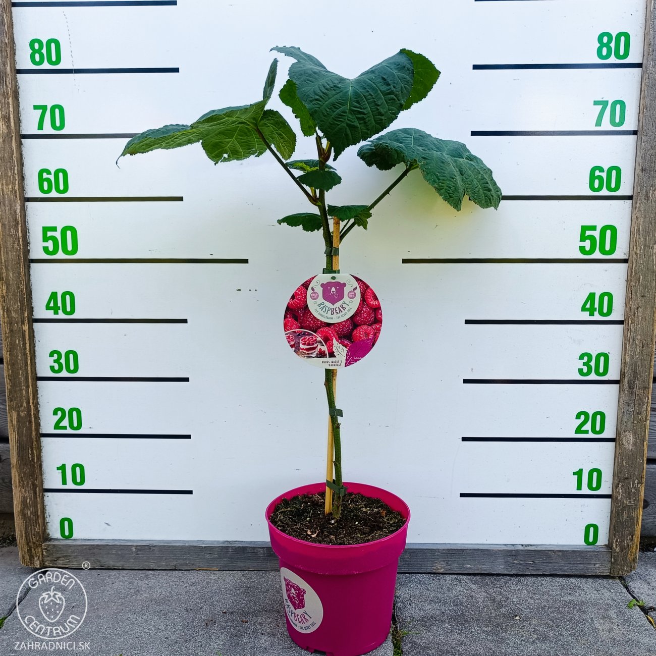 Obrázok Malina - Malinový medveď (Rubus idaeus x 'Hararasp') ´RASPBEARY´® - výška 50-70 cm, kont. C4L (-24°C) - NA KMIENKU